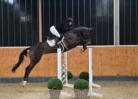 Zangersheide, Merrie, 5 Jaar, 163 cm, Donkerbruin