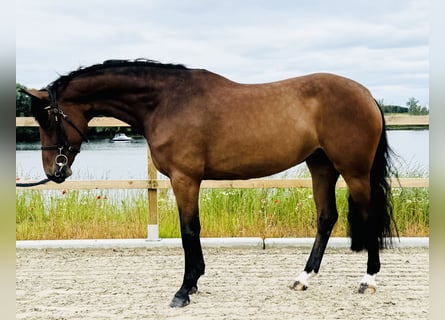 Zangersheide, Merrie, 5 Jaar, 164 cm, Brauner