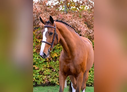 Zangersheide, Merrie, 5 Jaar, 164 cm, Bruin