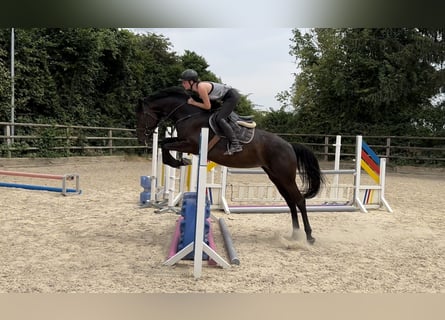 Zangersheide, Merrie, 5 Jaar, 165 cm, Zwartbruin