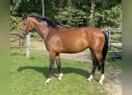 Zangersheide, Merrie, 5 Jaar, 166 cm, Bruin