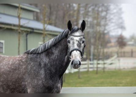 Zangersheide, Merrie, 5 Jaar, 166 cm, Schimmel