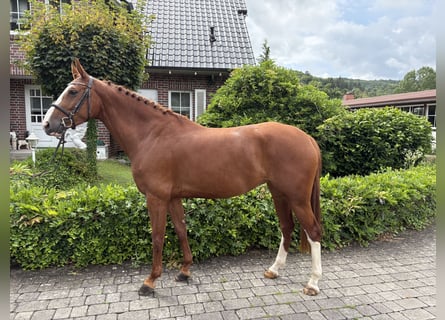 Zangersheide, Merrie, 5 Jaar, 166 cm, Vos