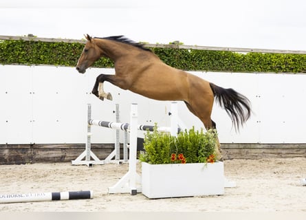 Zangersheide, Merrie, 5 Jaar, 168 cm, Bruin
