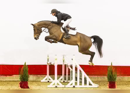 Zangersheide, Merrie, 5 Jaar, 168 cm, Bruin