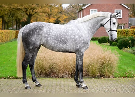 Zangersheide, Merrie, 5 Jaar, 169 cm, Schimmel