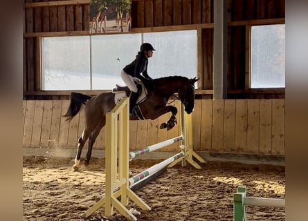 Zangersheide, Merrie, 5 Jaar, 170 cm, Zwart