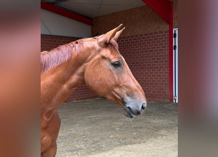 Zangersheide, Merrie, 5 Jaar, 172 cm, Vos