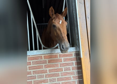 Zangersheide, Merrie, 5 Jaar, 173 cm, Donkere-vos