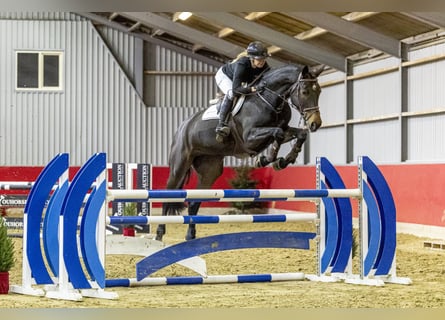 Zangersheide, Merrie, 5 Jaar, 178 cm, Bruin