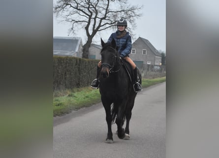 Zangersheide, Merrie, 6 Jaar, 160 cm, Donkerbruin