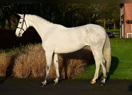 Zangersheide, Merrie, 6 Jaar, 160 cm, Schimmel