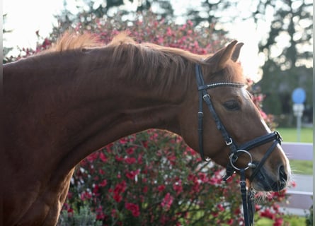 Zangersheide, Merrie, 6 Jaar, 160 cm, Vos