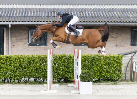 Zangersheide, Merrie, 6 Jaar, 160 cm, Vos