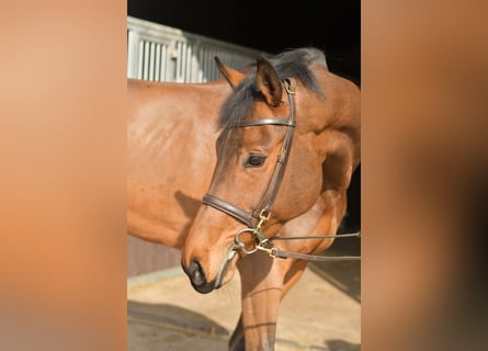 Zangersheide, Merrie, 6 Jaar, 165 cm, Bruin