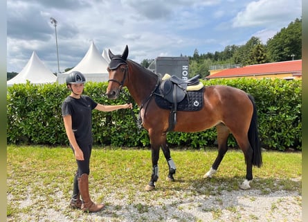 Zangersheide, Merrie, 6 Jaar, 165 cm, Bruin