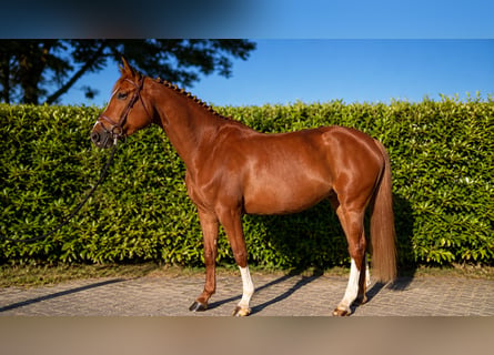 Zangersheide, Merrie, 6 Jaar, 166 cm, Vos