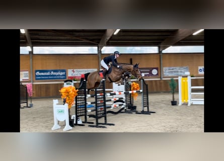 Zangersheide, Merrie, 6 Jaar, 167 cm, Bruin