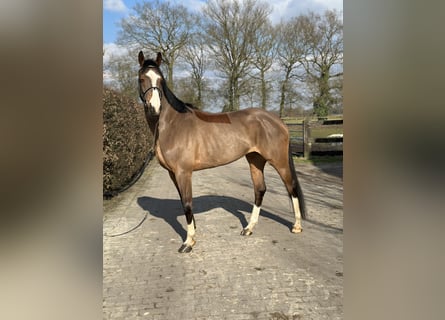 Zangersheide, Merrie, 6 Jaar, 168 cm, Donkerbruin