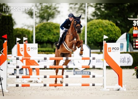 Zangersheide, Merrie, 6 Jaar, 168 cm, Donkere-vos