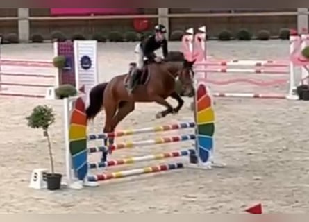 Zangersheide, Merrie, 6 Jaar, 178 cm, Donkerbruin