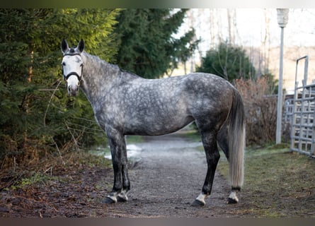 Zangersheide, Merrie, 7 Jaar, 163 cm, Appelschimmel