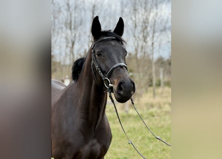 Zangersheide, Merrie, 7 Jaar, 164 cm, Zwartbruin