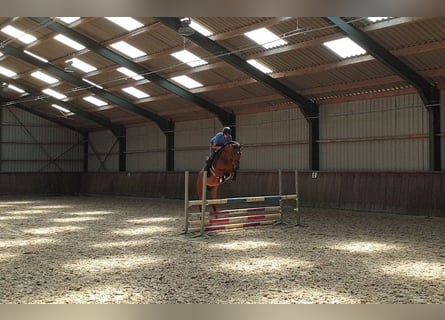 Zangersheide, Merrie, 7 Jaar, 165 cm, Donkerbruin