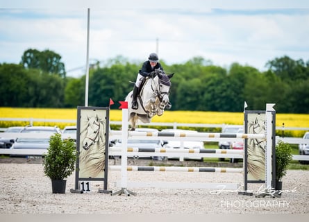Zangersheide, Merrie, 7 Jaar, 165 cm, Schimmel