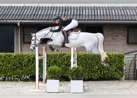 Zangersheide, Merrie, 7 Jaar, 165 cm