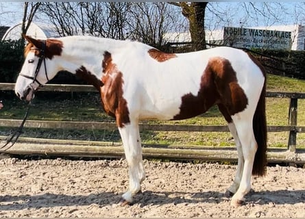 Zangersheide, Merrie, 7 Jaar, 166 cm, Gevlekt-paard