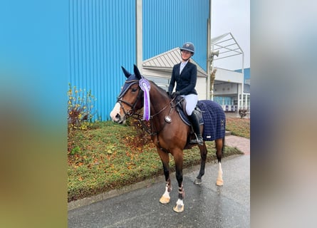 Zangersheide, Merrie, 7 Jaar, 166 cm, Roodbruin