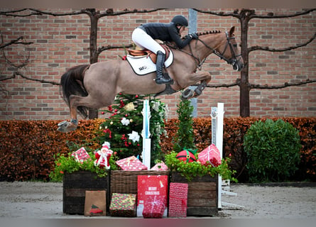 Zangersheide, Merrie, 7 Jaar, 166 cm, Vos