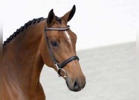 Zangersheide, Merrie, 7 Jaar, 167 cm, Bruin