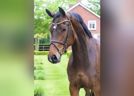 Zangersheide, Merrie, 7 Jaar, 167 cm, Donkerbruin