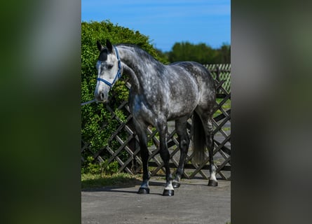 Zangersheide, Merrie, 7 Jaar, 168 cm, Appelschimmel