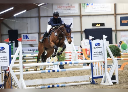 Zangersheide, Merrie, 7 Jaar, 168 cm, Bruin