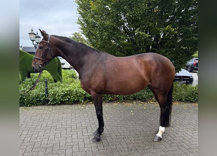 Zangersheide, Merrie, 7 Jaar, 168 cm, Bruin