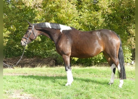 Zangersheide, Merrie, 7 Jaar, 168 cm, Gevlekt-paard