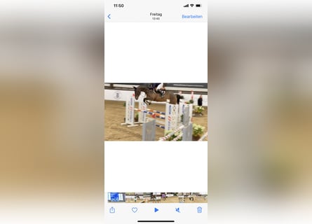 Zangersheide, Merrie, 7 Jaar, 171 cm, Bruin