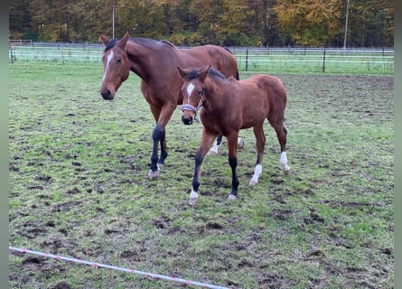 Zangersheide, Merrie, 7 Jaar, 174 cm, Bruin