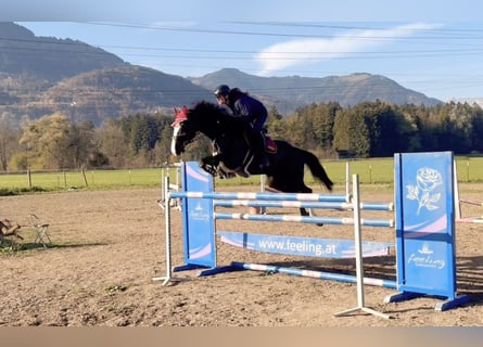 Zangersheide, Merrie, 8 Jaar, 166 cm, Zwart