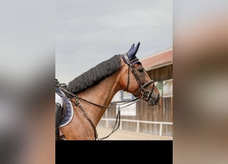 Zangersheide, Merrie, 8 Jaar, 167 cm, Bruin