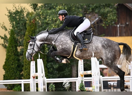 Zangersheide, Merrie, 8 Jaar, 175 cm, Appelschimmel