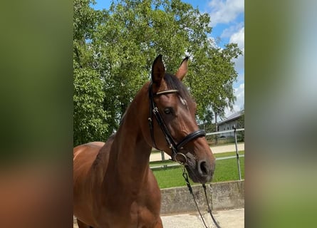 Zangersheide, Merrie, 9 Jaar, 170 cm, Bruin