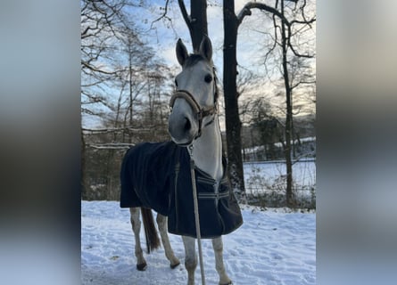 Zangersheide, Merrie, 9 Jaar, 175 cm, Schimmel