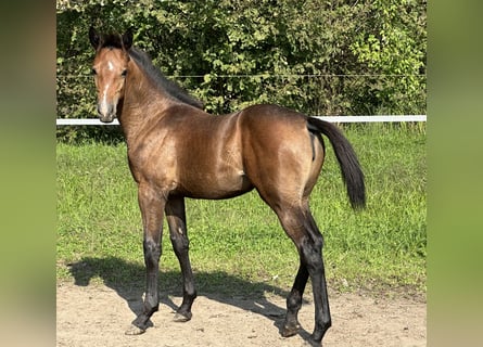 Zangersheide, Merrie, veulen (05/2024), Schimmel