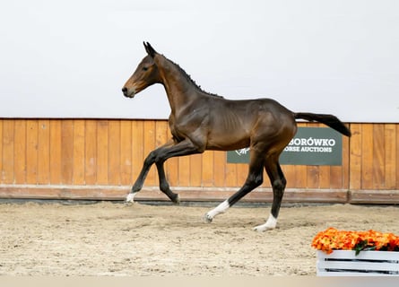 Zangersheide, Merrie, Veulen (04/2025)