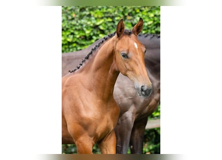 Zangersheide, Merrie, Veulen (03/2025)
