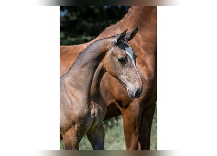 Zangersheide, Merrie, 